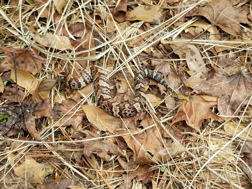 Baby cottonmouth