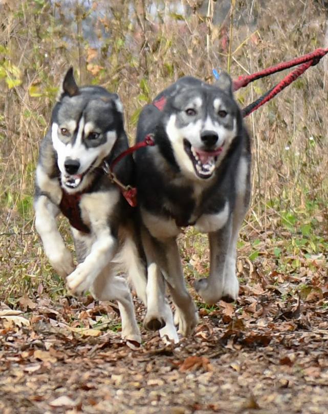 Berettta and Benelli