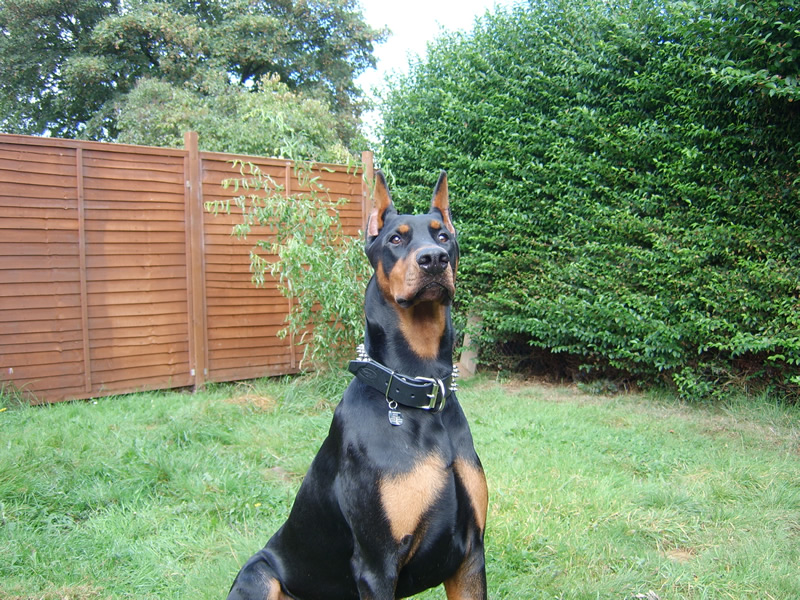 Biggg dobie