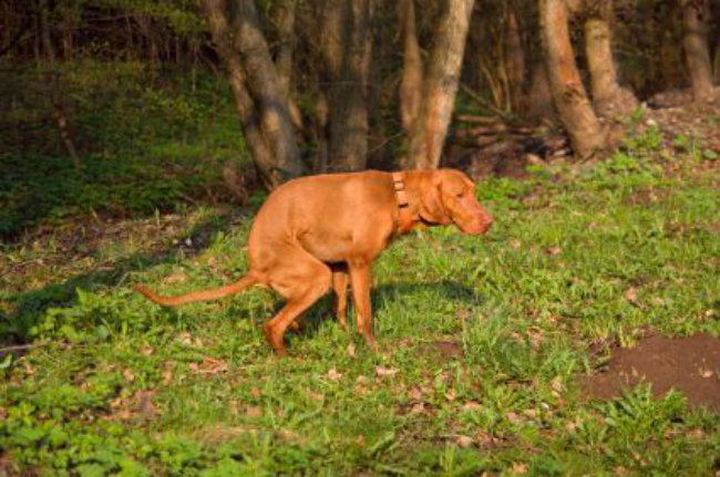 Constipation In Dogs