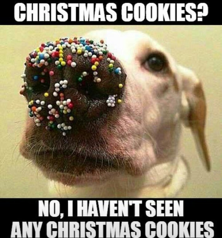 Cookiedog