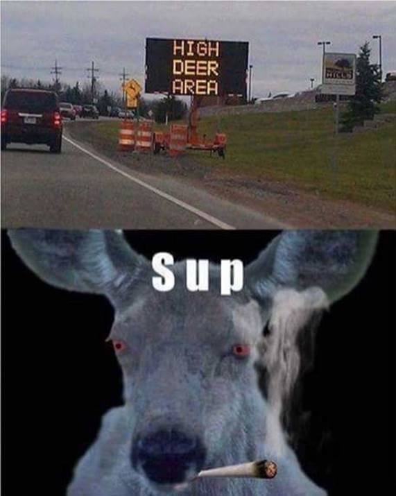 Deer