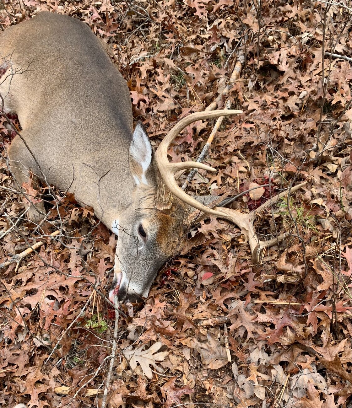 Deer22