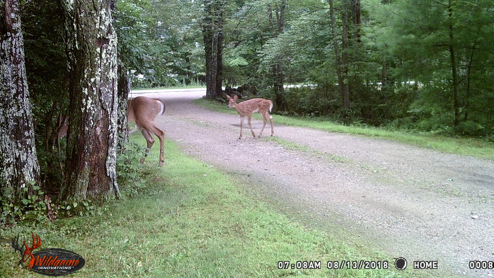 Fawn