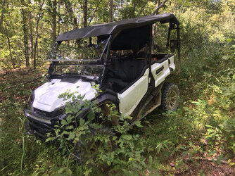 P1000 In the Woods.jpg