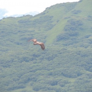 Adolescent Bold Eagle