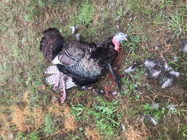 2018turkey