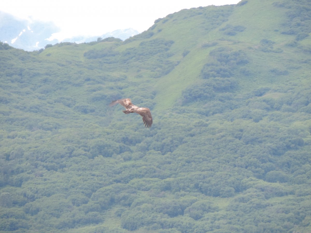 Adolescent Bold Eagle