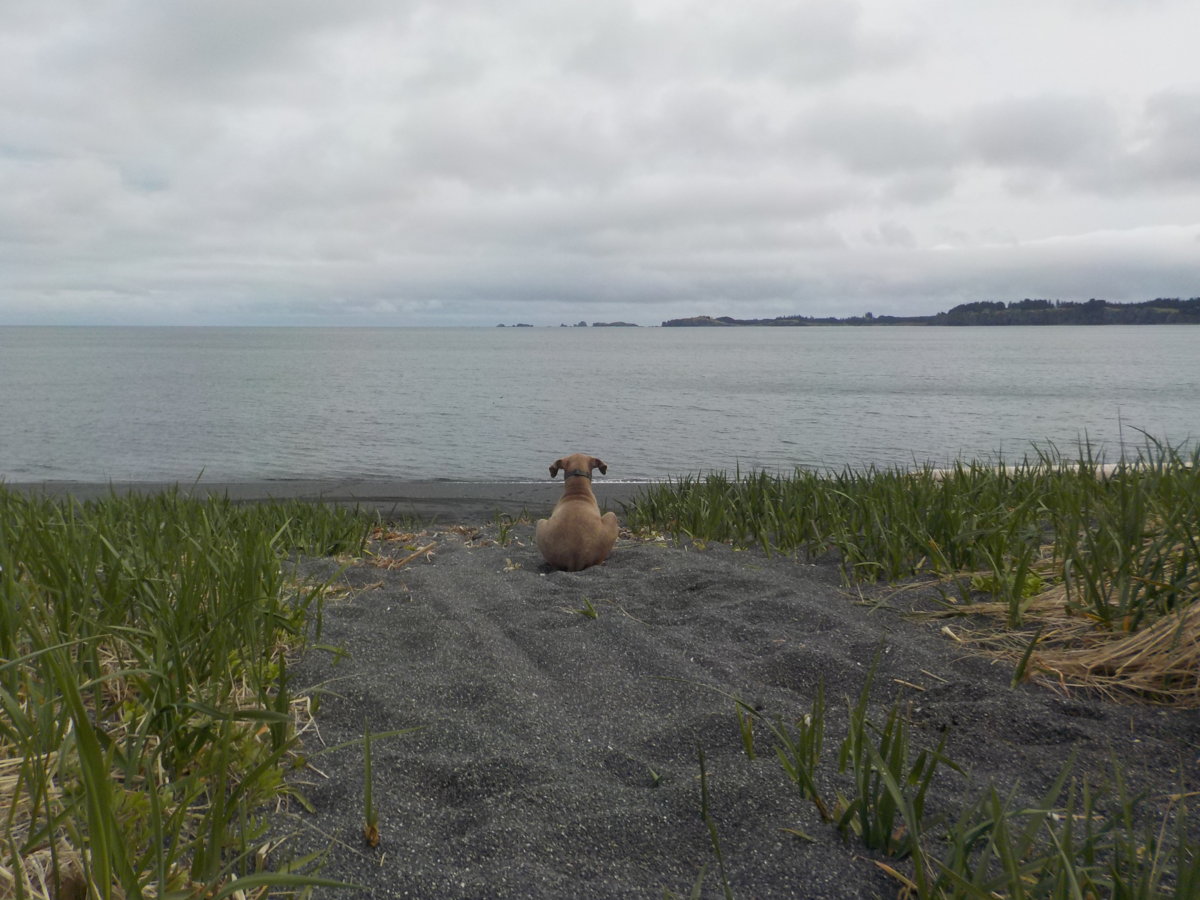 Bodey Wanting To Swim.