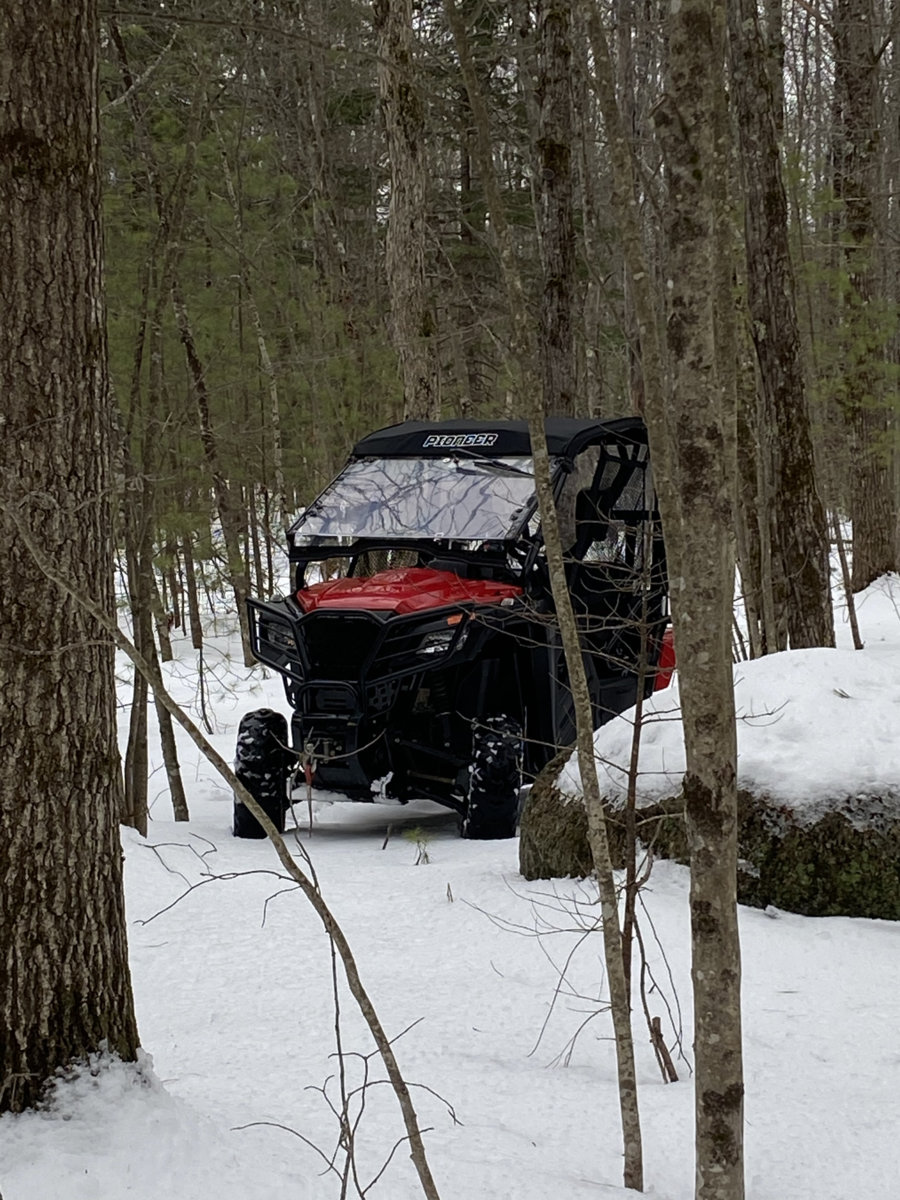 Playing in the woods