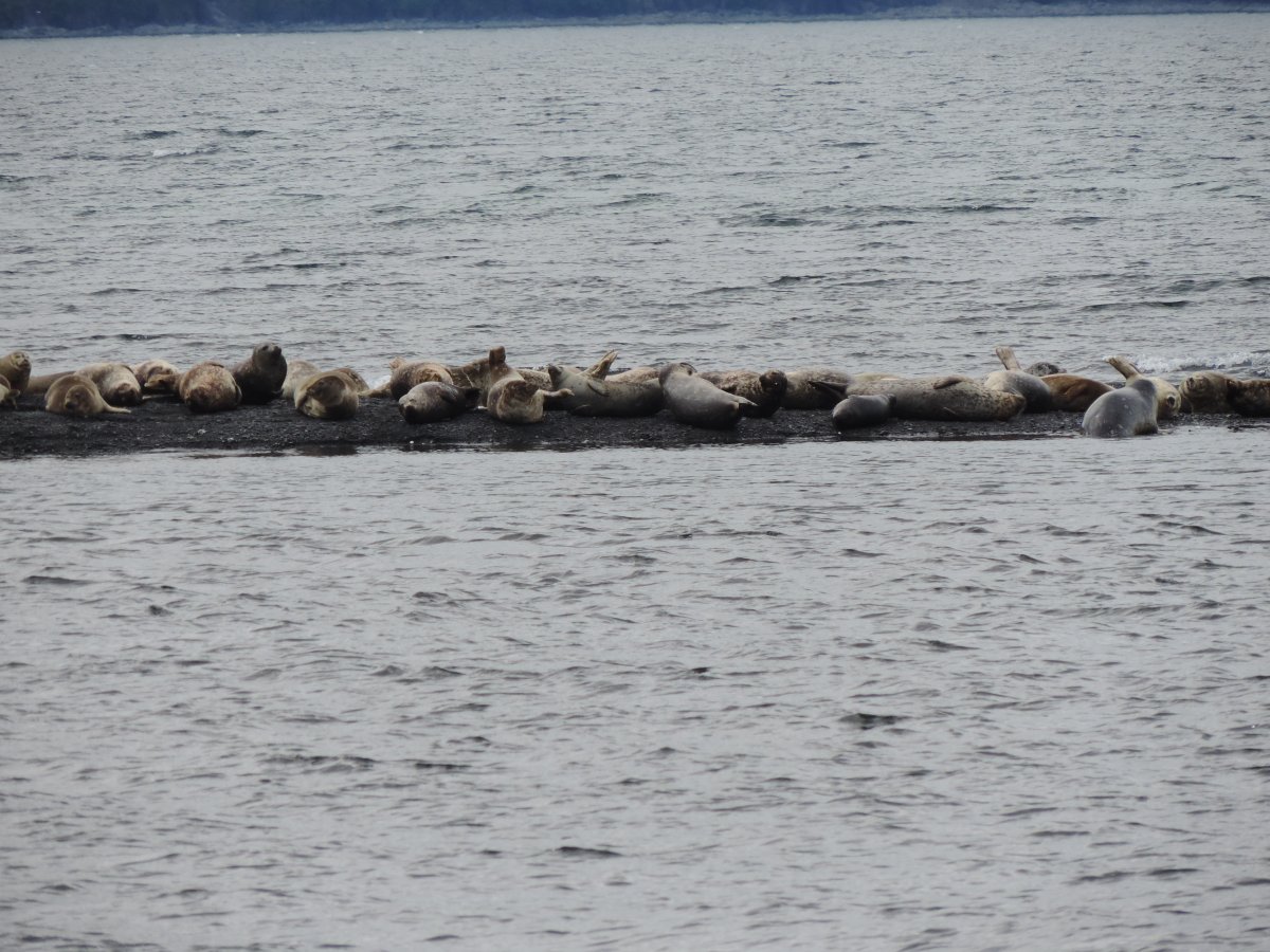 seals on the sand bar