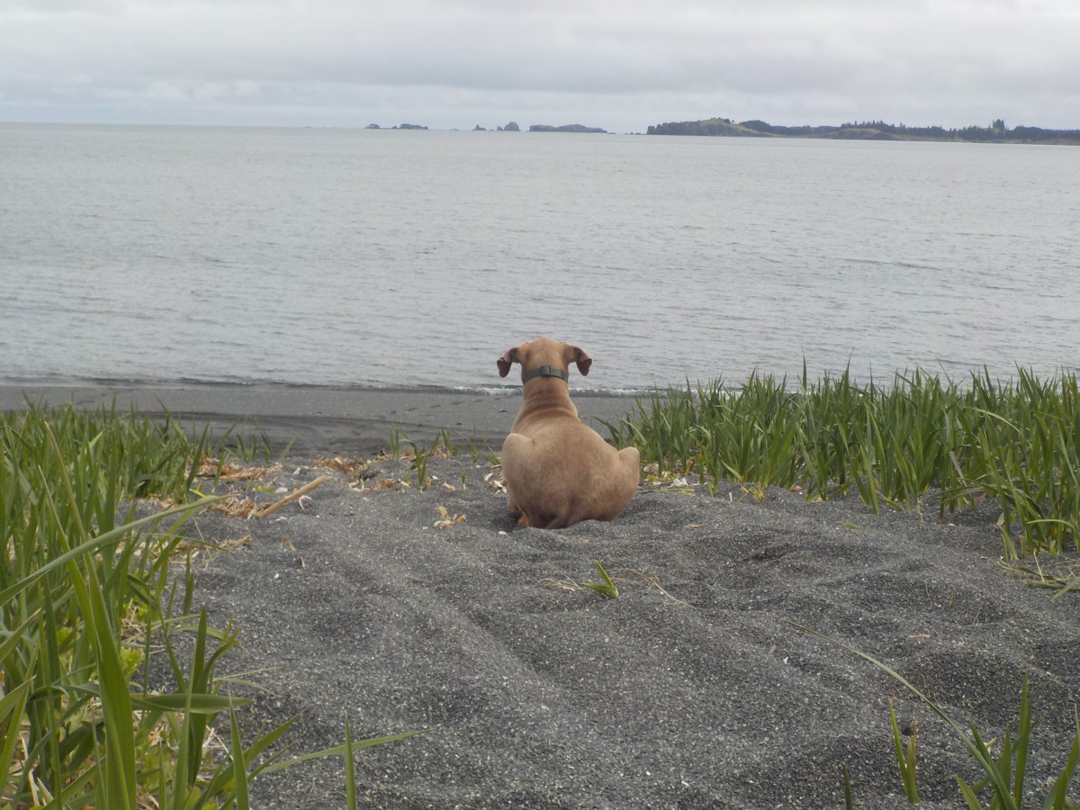 Watching The Sea Ducks